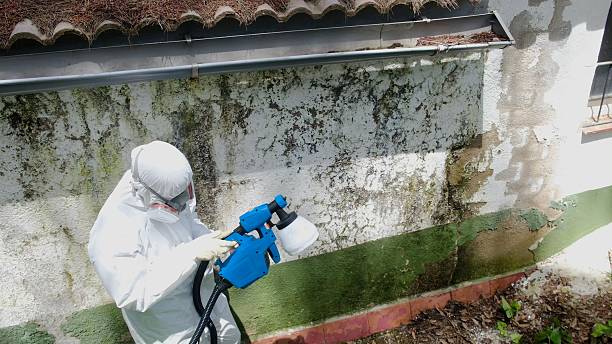 Trusted Attic Mold Removal service in Flanders, NY - Cheap Mold Removal